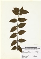 藏品(毛茉莉)的圖片